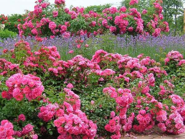 färgschema rosa trädgårdsblommor plantering idéer trädgård design