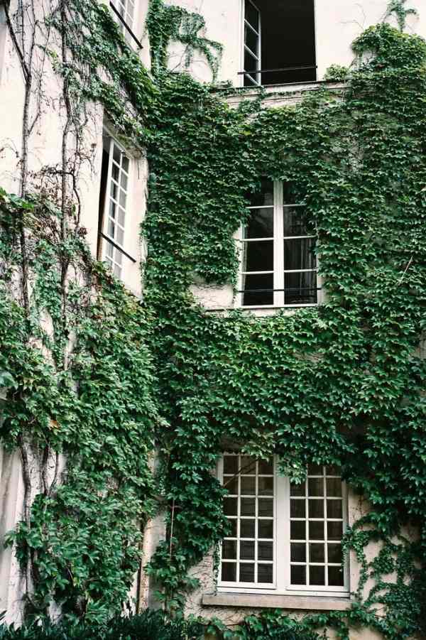 Ivy house fasad låter växa tålamod