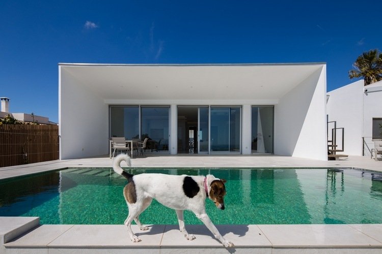 fasadbeklädnad med fibercementpaneler arkitektur minimalistisk design hund pool solsken