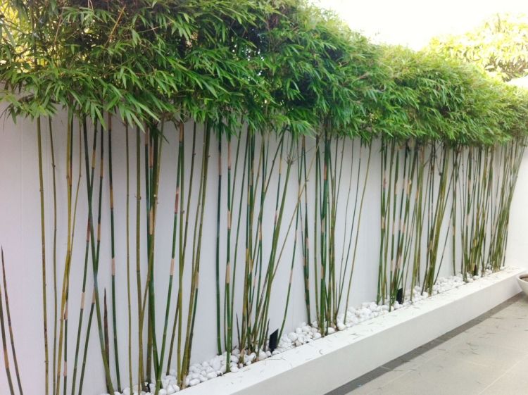 Feng Shui trädgårdsdesign bambuväxter-vitt-grus-integritetsskydd