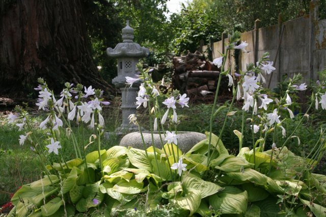 Trädgårdsgräs höga blommor växter stenfigur