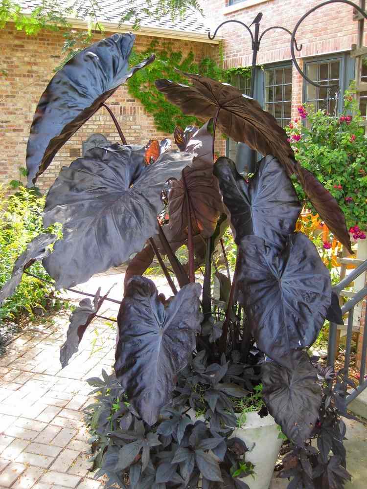 Feng Shui i trädgården växter-vatten-element-taro-Colocasia-esculenta