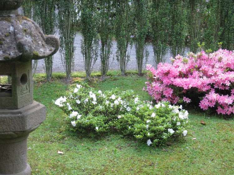 feng-shui-trädgård-växter-metall-vit-Rhododendron-Gumpo