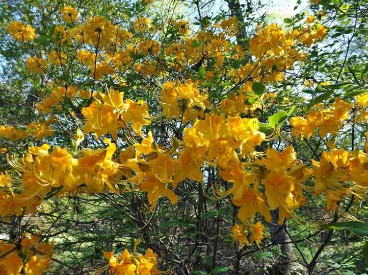 feng-shui-trädgård-växt-jord-rhododendron-Admiral-Semmes