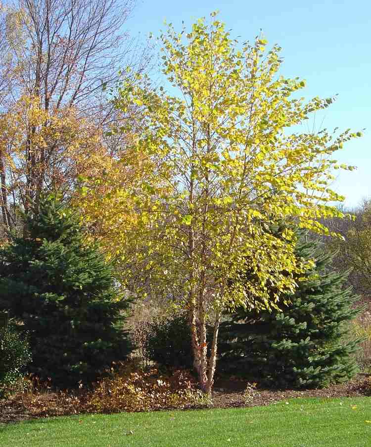 feng-shui-trädgård-växt-jord-element-betula-nigra-svart-björk-gul-lövverk