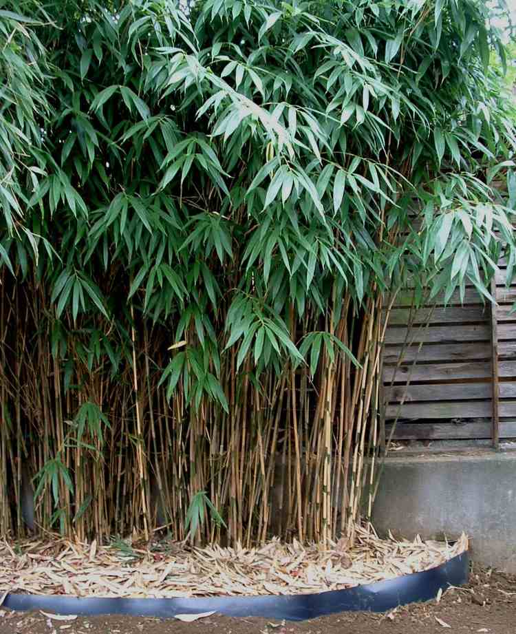 feng-shui-trädgård-växter-trä-pil-bambu-pseudosasa-japanoca