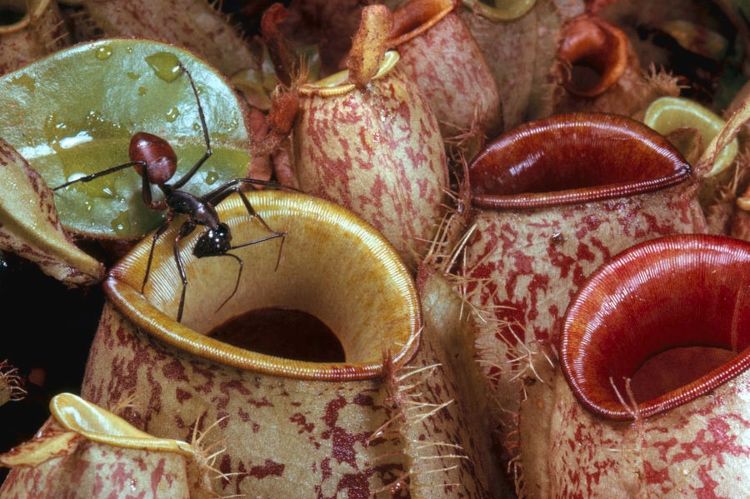 Vad man ska plantera mot myggor och myror Rovätande växter med fällor
