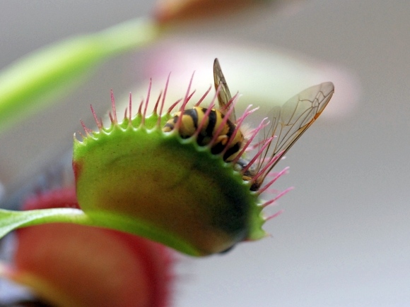 insektätande växter som löser problemet med insekter hemma