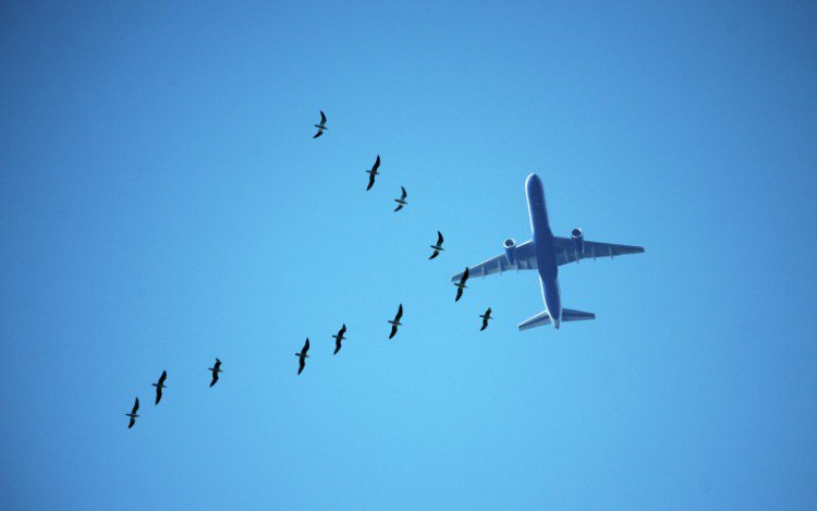 Övervinna rädslan för att flyga tips råd flygfobi hjälper till att bekämpa panikattacker över molnen