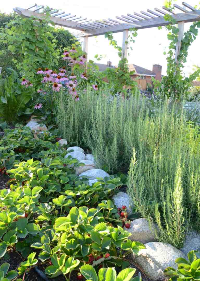 Jordgubbar, rosmarin och solhatt för den ätliga trädgårdsdesignen med spaljé