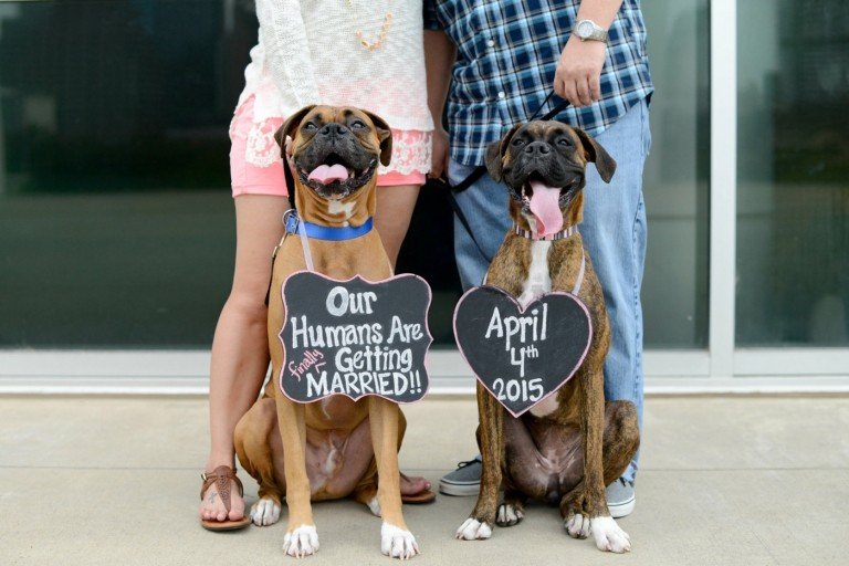 Två hundar med skyltar om halsen med information om bröllopet