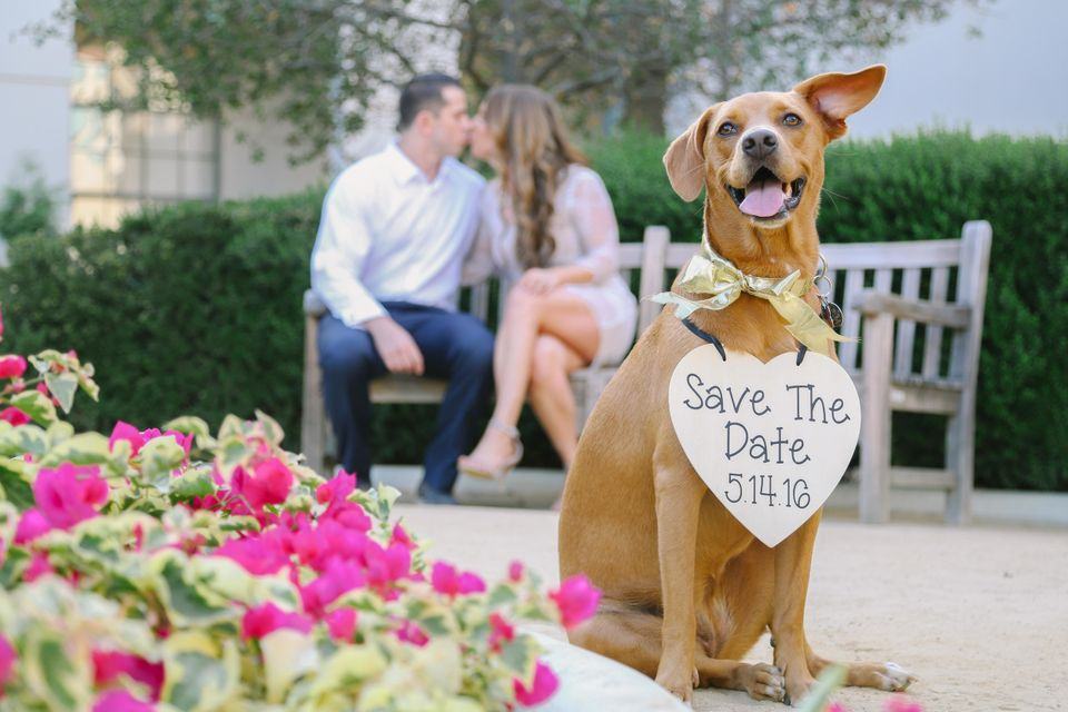 En hund kan bokföra datumet för bröllopet med en skylt
