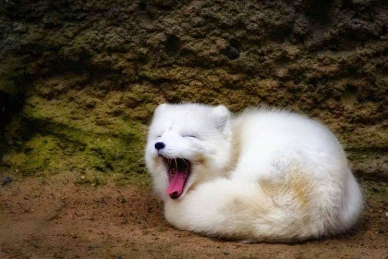 foton av räven arktisk räv vit päls gäspar