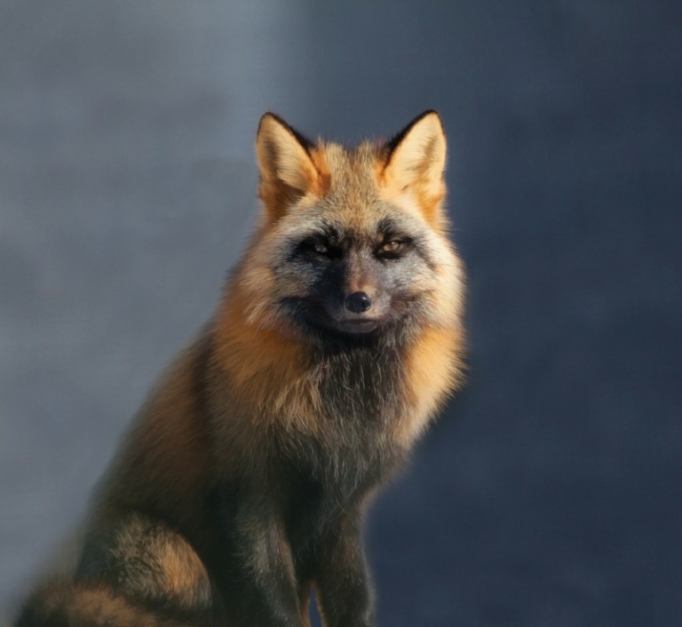 foton av räven rödgrå pälsfärg elegant djur naturvård
