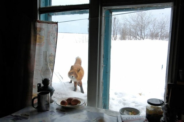 Igor Shpilenok vinter röd räv fönster vinterpäls