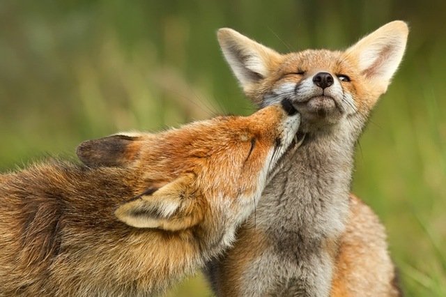 foton av räven kyss Roeselien Raimon