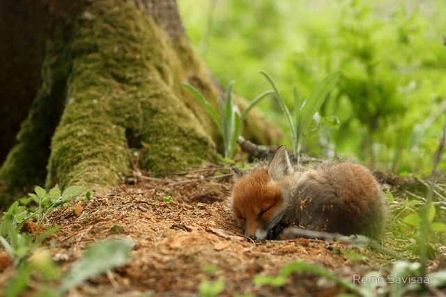 baby fox valp Remo Savisaar sömn