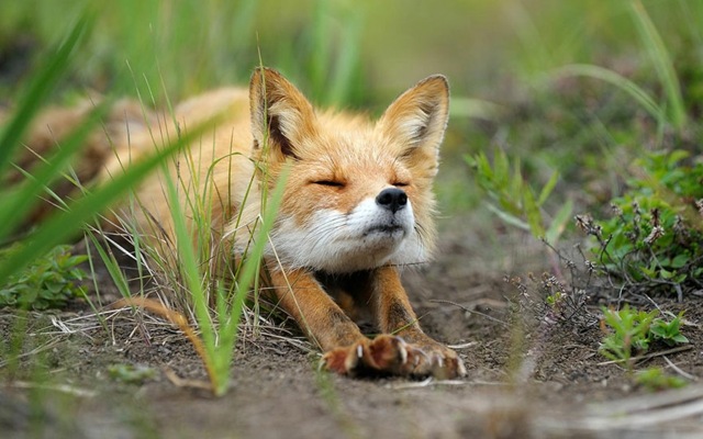 röd räv Igor Shpilenok sömnbilder fotograferar djur