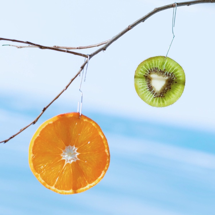 två skivor kiwi och apelsin hänger på en gren på vintern under solens strålar