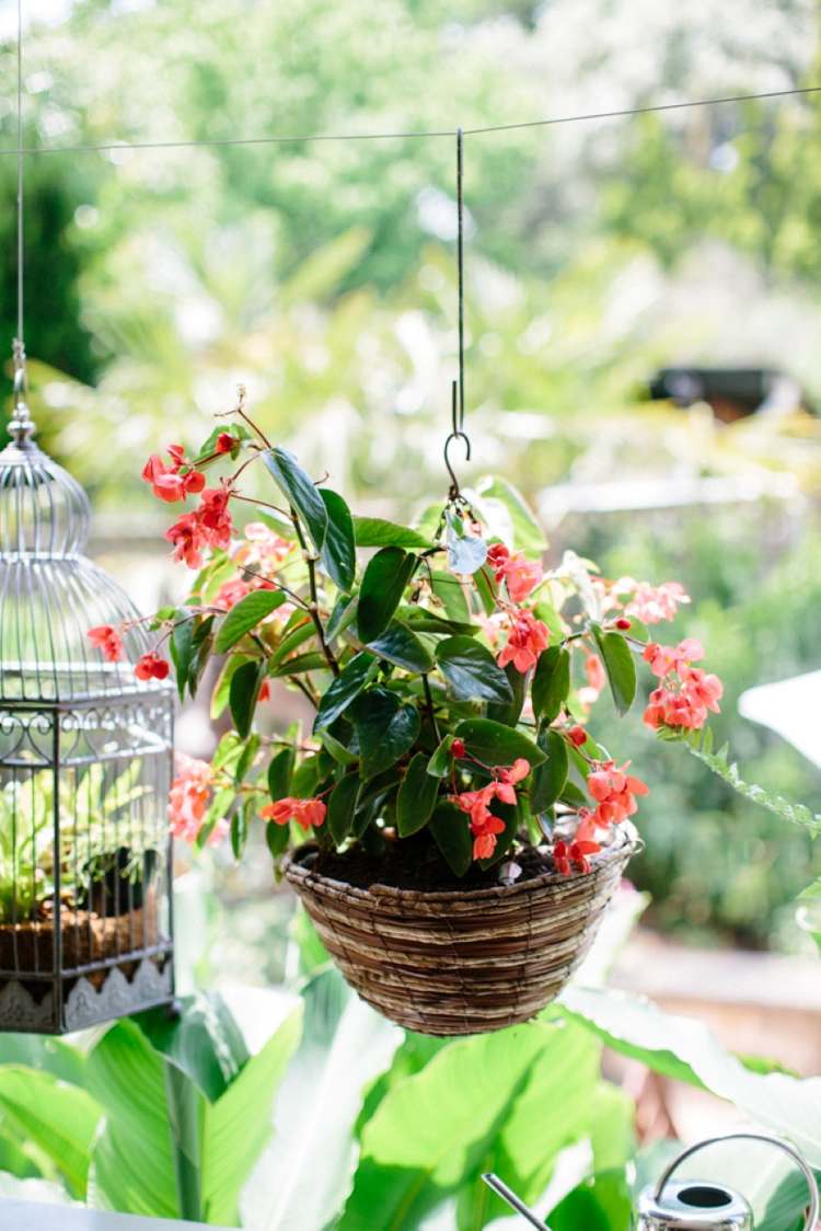 vårblommor-balkong-växter-blomkrukor-hängande-begonia-röda