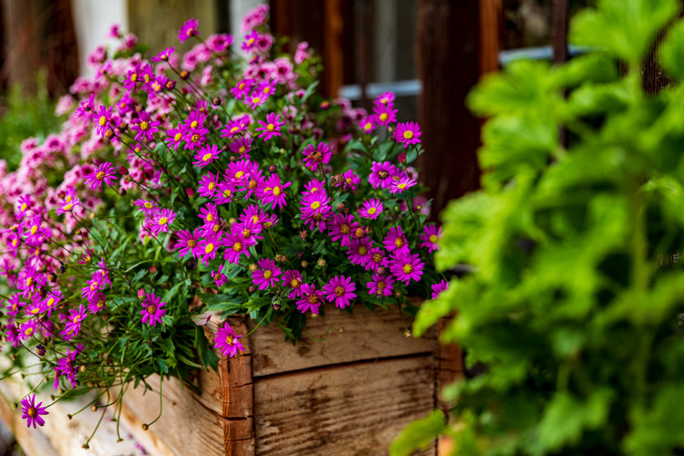 Plantera balkongen i april för vårblommande växter och blommor