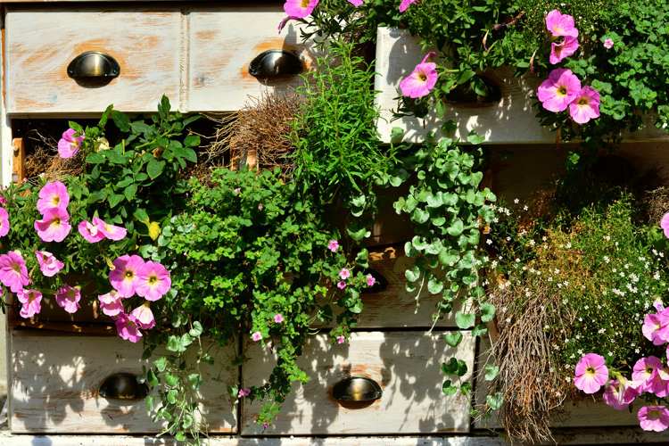 Plantera balkongblommor i april tips om vård och gödsel och vatten