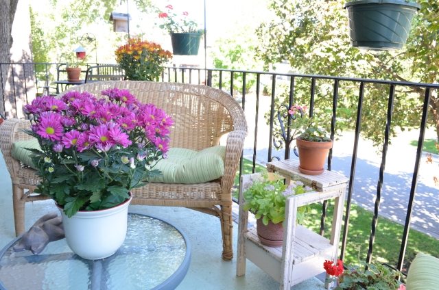 vår balkong låda växter krysantemum
