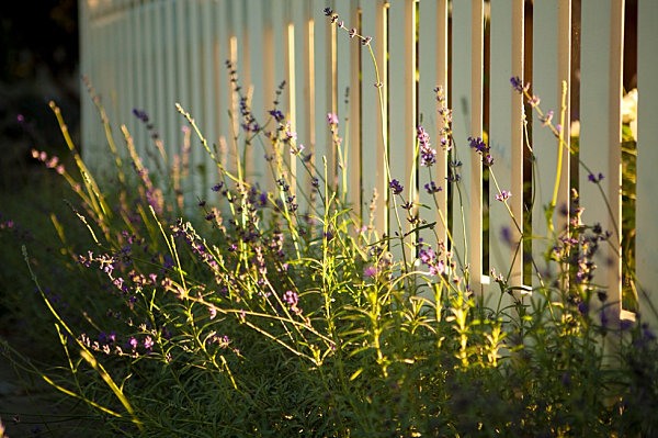 början av trädgårdsäsongen vår trä staket staket vita perenner