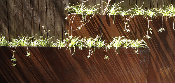 rak planter järn rostad optik gröna liljor