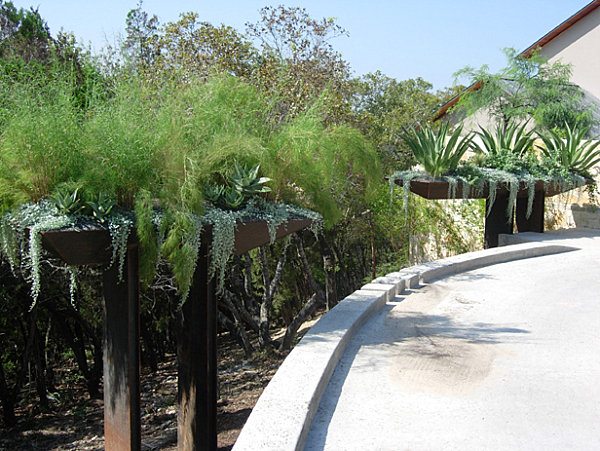 Dichondra hängande växter prydnadsgräs aloe deco
