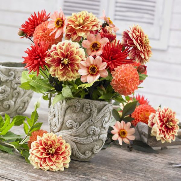 dahlia bukett blommor smycken bord-festliga dekorera