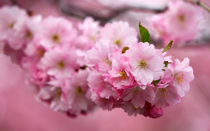 vårens doft i huset kish blossoms tips tricks