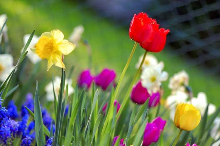vårens doft i huset blommor-äng-narcissus-tulpaner-färgglada