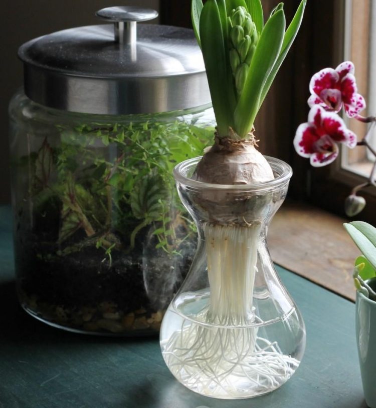 vårdekoration-fönster-idéer-blommor-hyacint-glasrötter