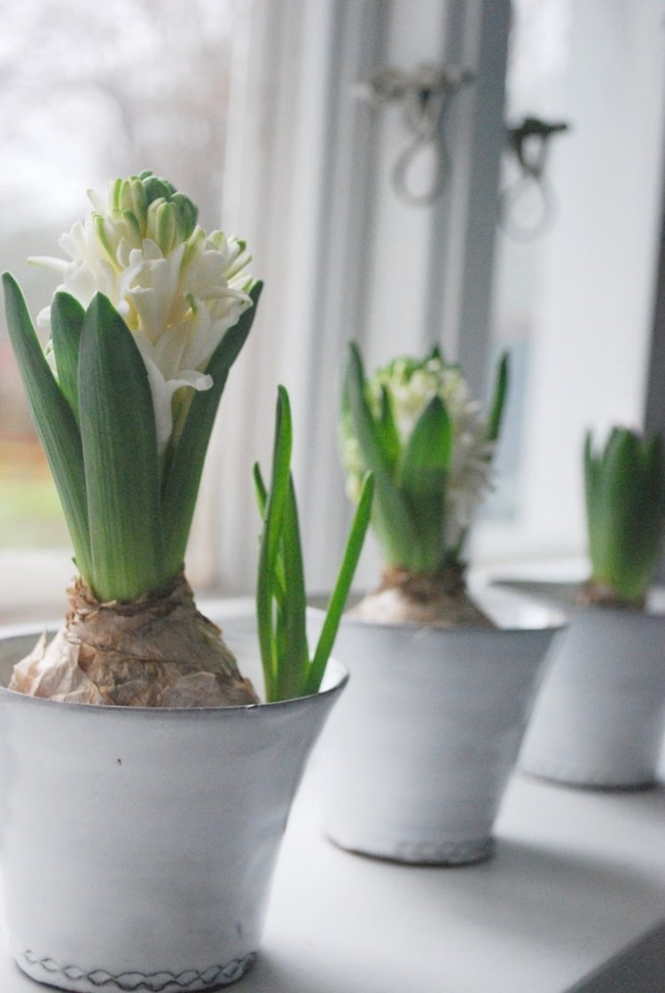 vår-dekoration-fönster-idéer-vita-hyacint-hinkar