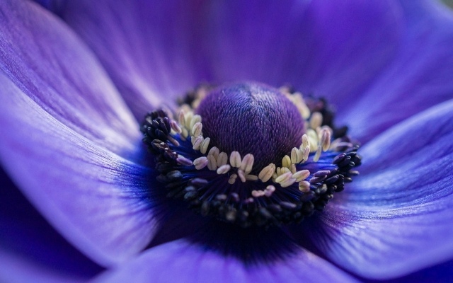 Färska delikata blå blommor ger fräschör till romantiken