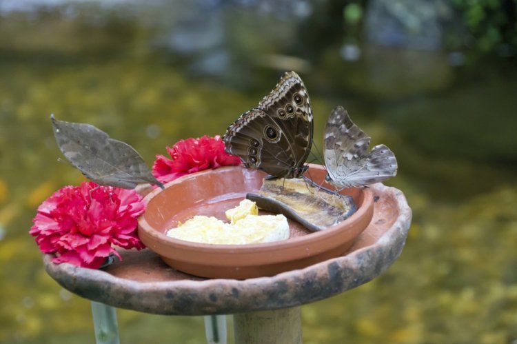 Matplats-fjärilar-lera-skål-gör-blommor-själv