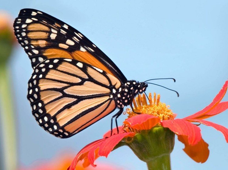matplats för fjärilar blomma-nektar-äng-trädgård