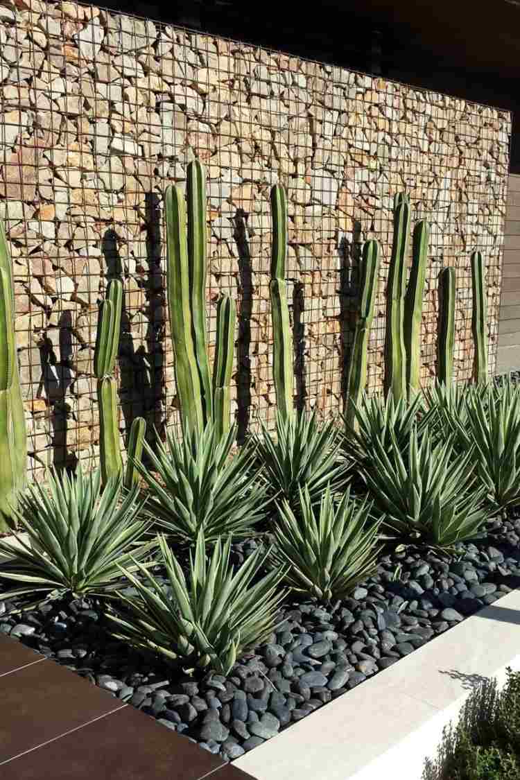 Gabions vägg och gabionstaket -moderna trädgårdsdesign-rockery-agave-växtbädd
