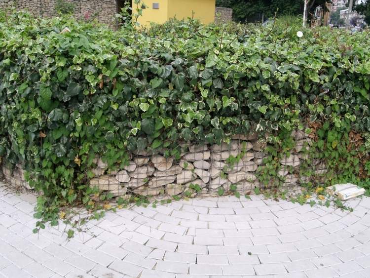 Gabion vägg-gabion staket-modern-trädgård-design-grönning-kardborre-växter-murgröna-trädgård