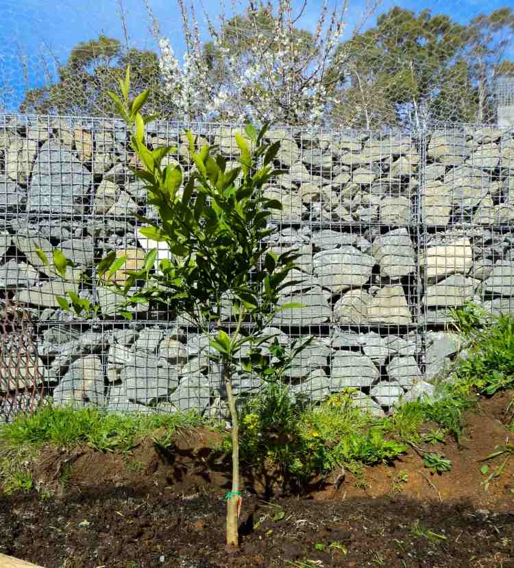 Gabion-vägg-gabion-staket-modern-trädgård-design-behållande-vägg-grön-växtbäddar