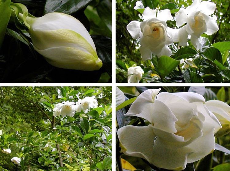 Gardenia vårdtips trädgårdsarbete vita blommor frodig grön tropisk växt
