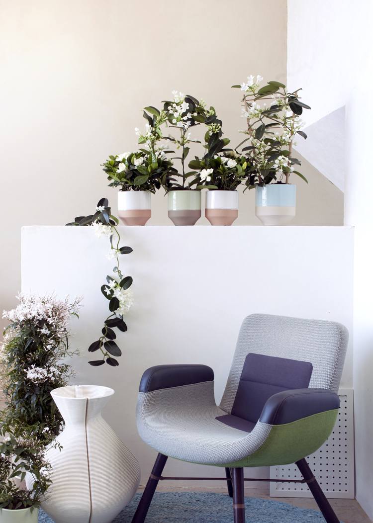 Gardenia vårdtips trädgårdsarbete ljusare plats krukväxtfuktighet