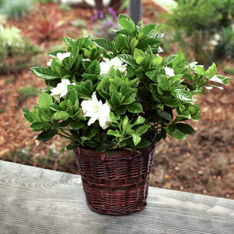 Gardenia vårdtips trädgårdsskåp behållare växt sommar vinter