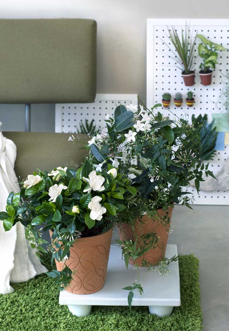 Gardenia vårdtips trädgårdsskötsel krukväxtplanter vacker