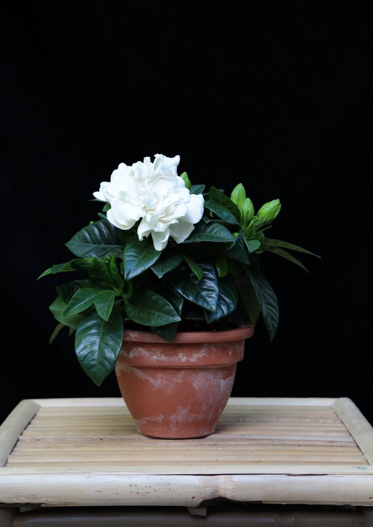 Gardenia vårdtips trädgårdsodling jasmin doftande behållarväxt