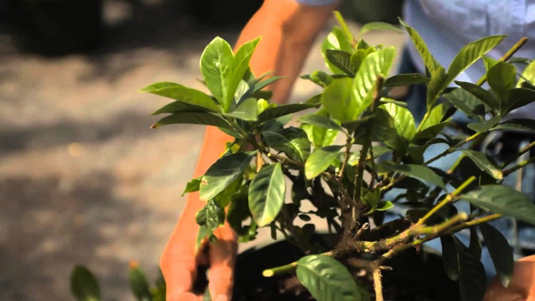 Gardenia vårdtips trädgårdsskärning beskärning våren