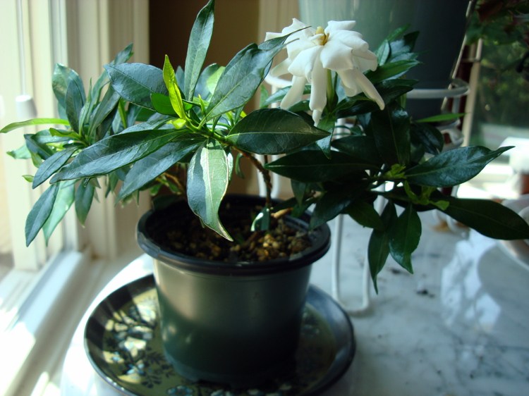Gardenia vårdtips trädgårdsskötsel övervintring känslig för frost