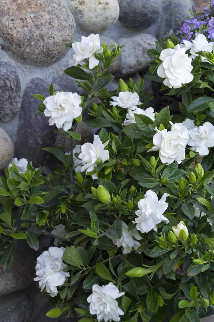 Gardenia vårdtips trädgårdsskötsel härdiga platsvägg