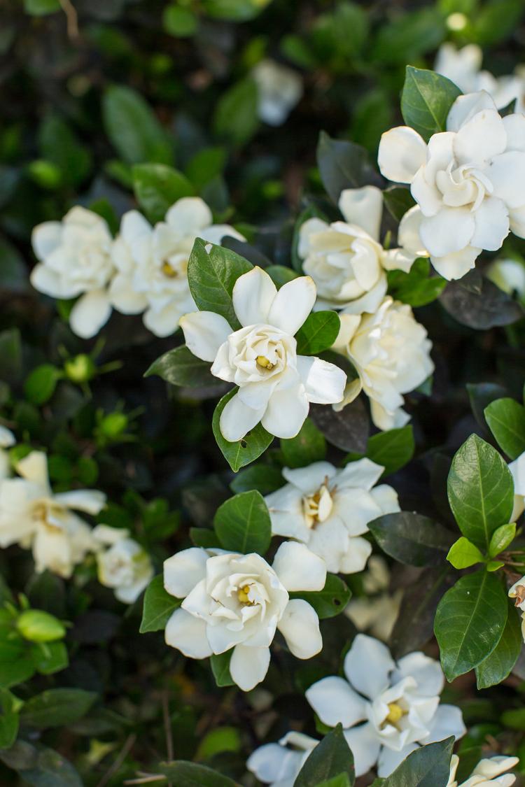 Gardenia vårdtips trädgårdsarbete vit buske trädgård härdig